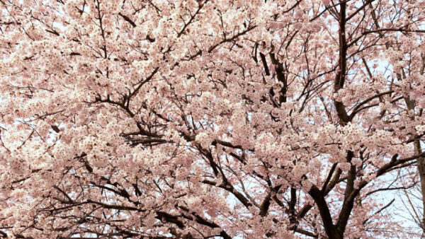 桜の季節がやってまいりました。
